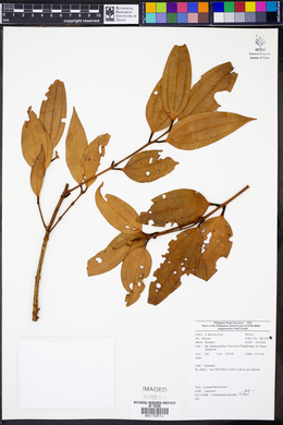 Cinnamomum mercadoi image