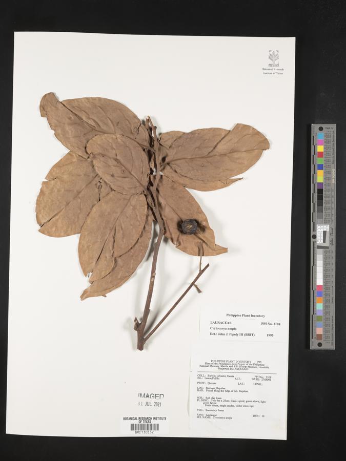 Cryptocarya ampla image