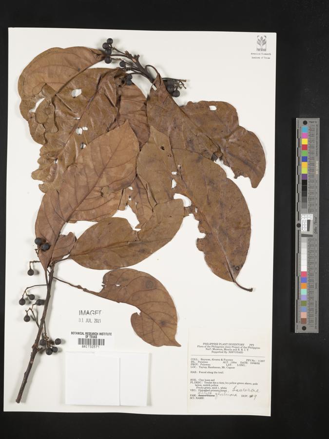 Litsea glutinosa image