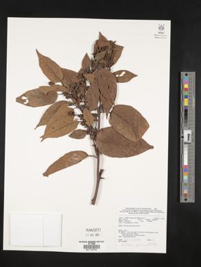 Litsea cordata image