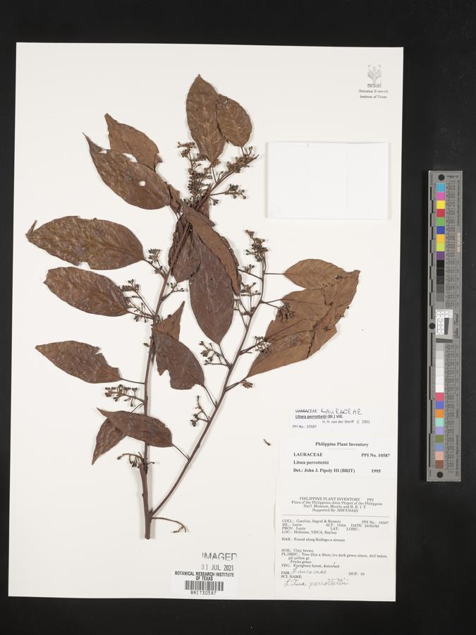 Litsea cordata image