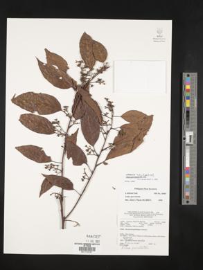 Litsea cordata image