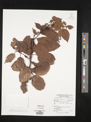 Litsea cordata image