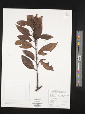 Litsea cordata image