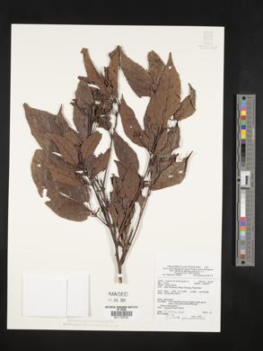 Litsea cordata image