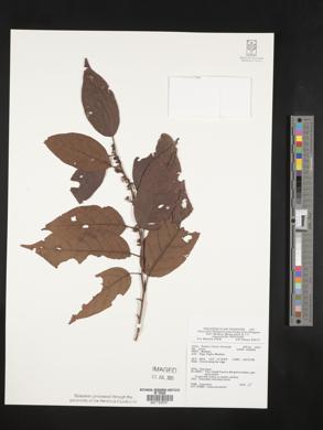 Litsea cordata image