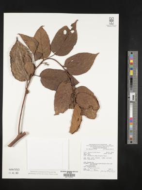 Litsea cordata image