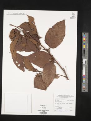 Litsea cordata image