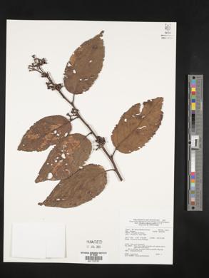 Litsea cordata image