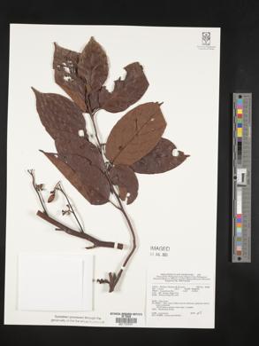 Litsea cordata image