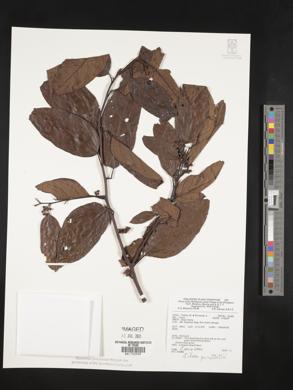 Litsea cordata image