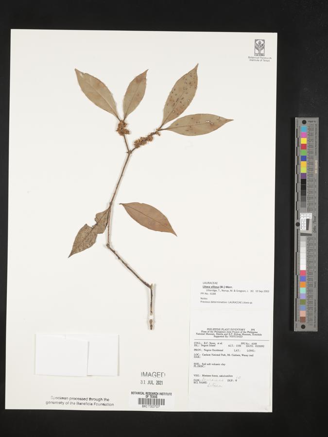 Nectandra villosa image