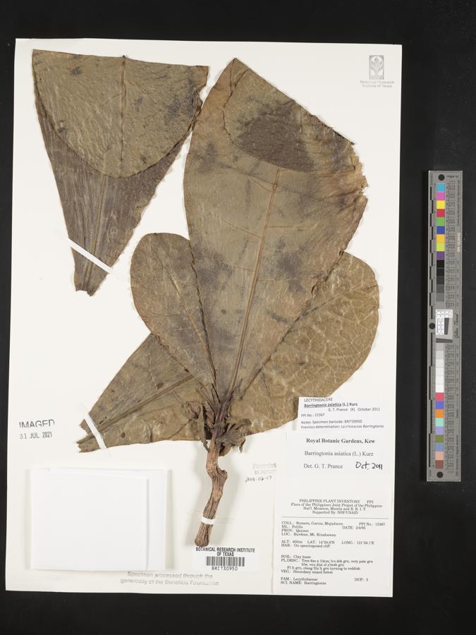 Barringtonia asiatica image