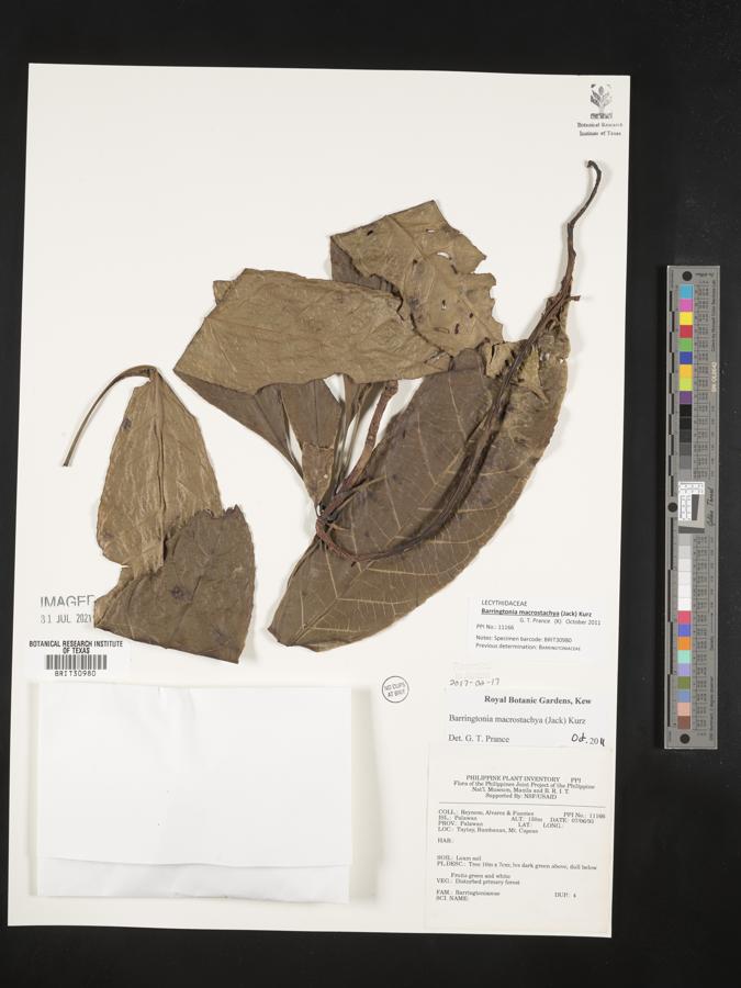 Barringtonia macrostachya image