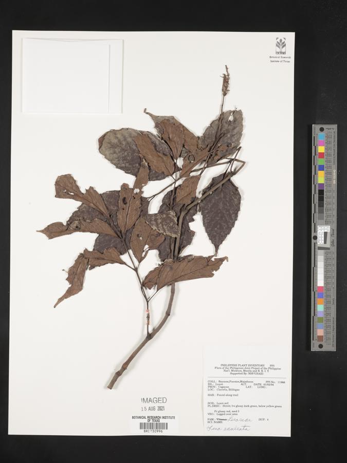 Leea aculeata image