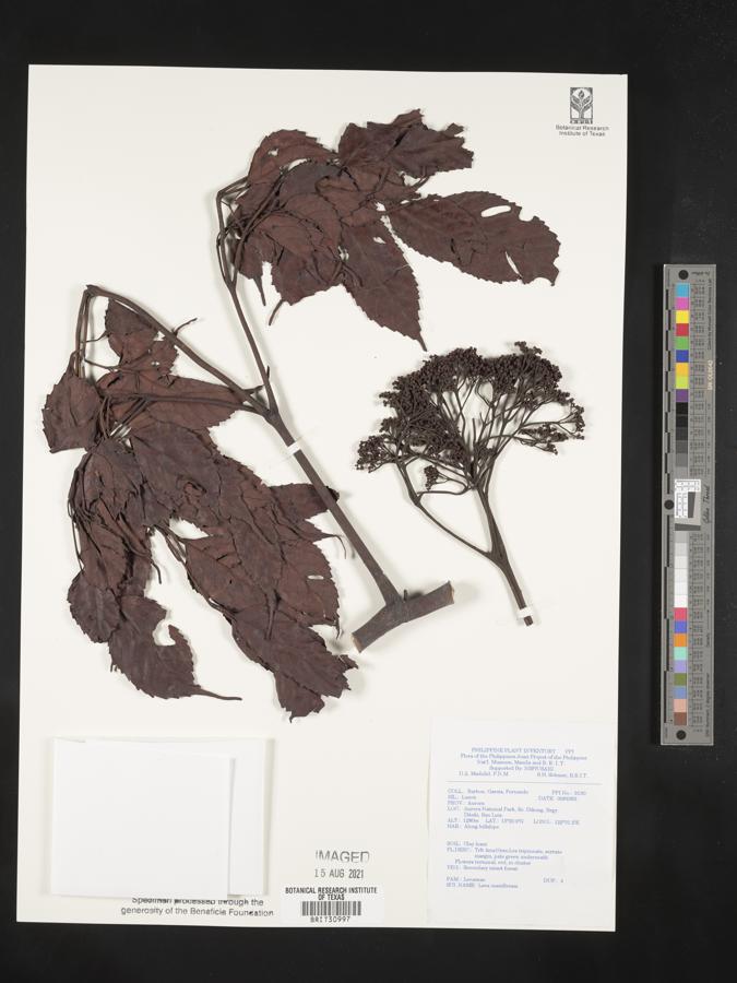 Leea guineensis image