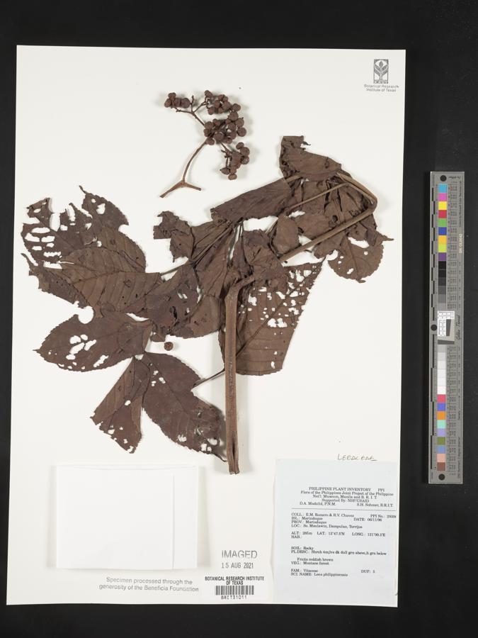 Leea philippinensis image