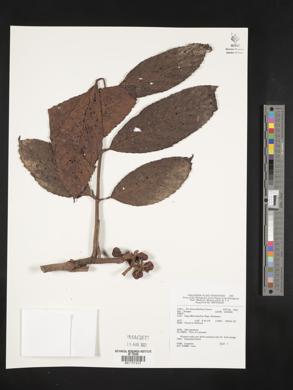 Image Associated With the Occurence