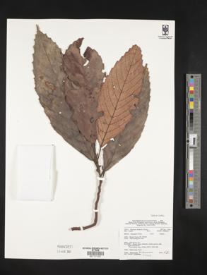 Image Associated With the Occurence