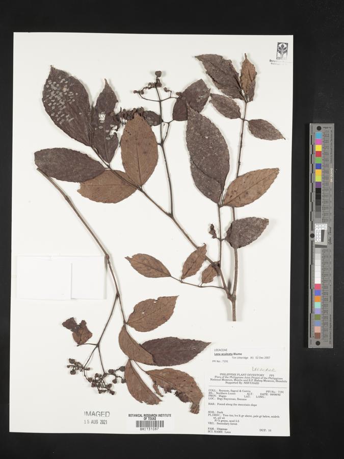 Leea aculeata image
