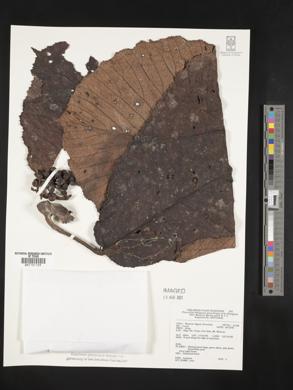 Image Associated With the Occurence