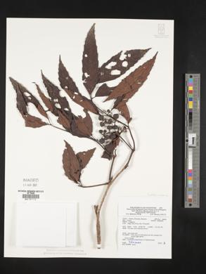 Image Associated With the Occurence