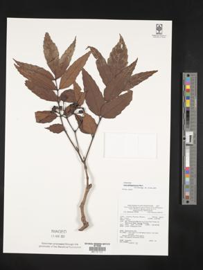 Leea philippinensis image