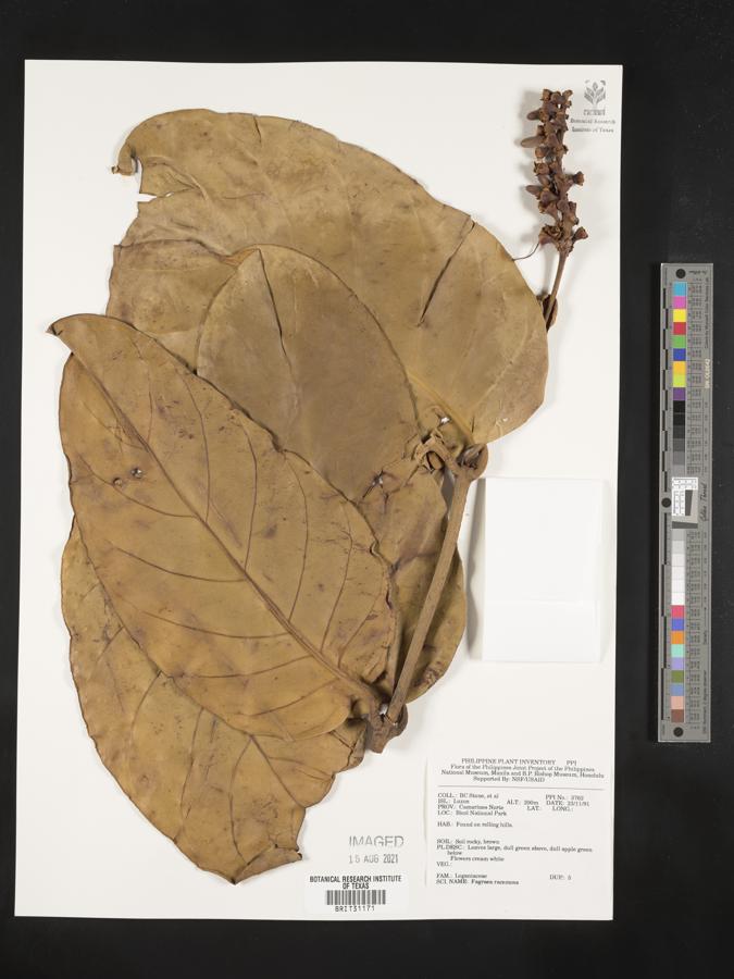 Utania racemosa image