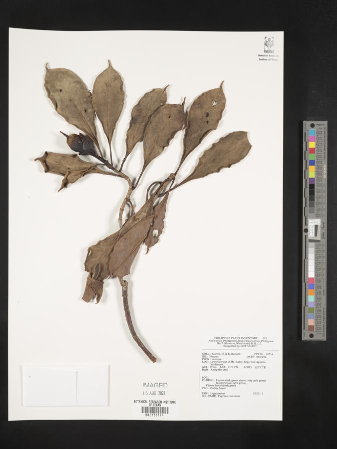 Utania racemosa image