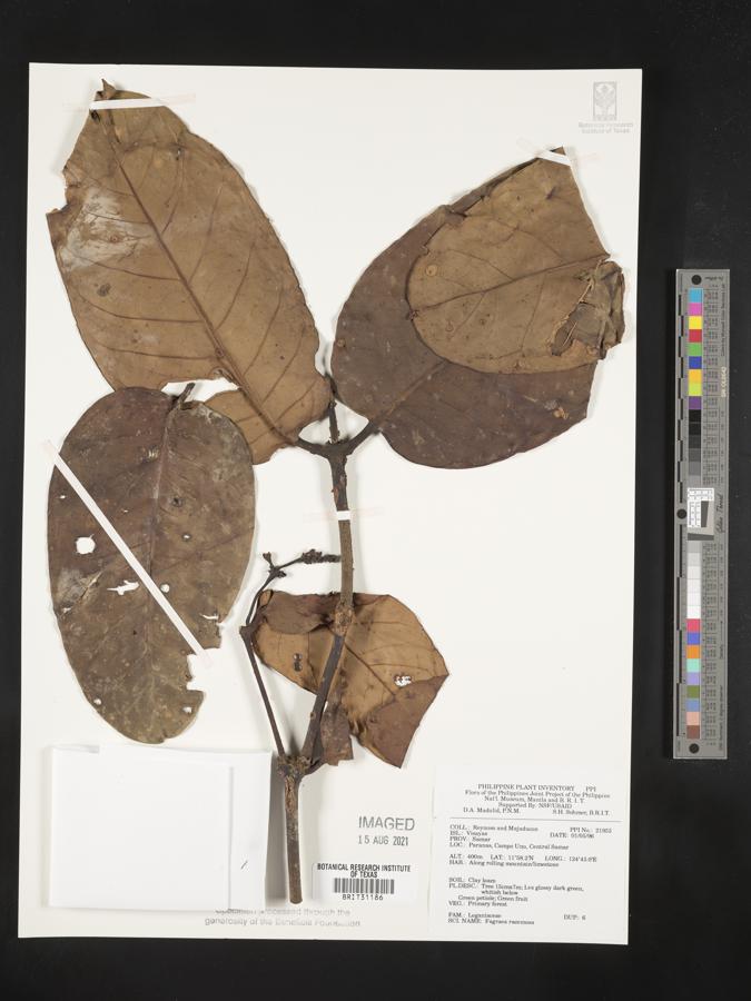Utania image