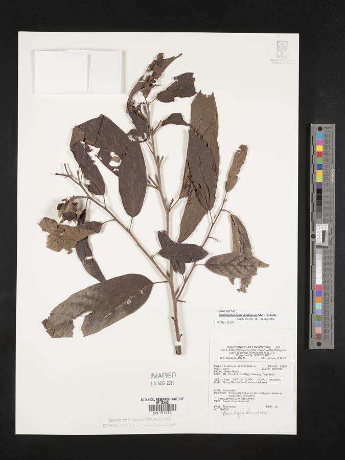 Hibiscus campylosiphon var. glabrescens image