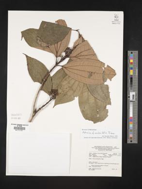 Astronia smilacifolia image