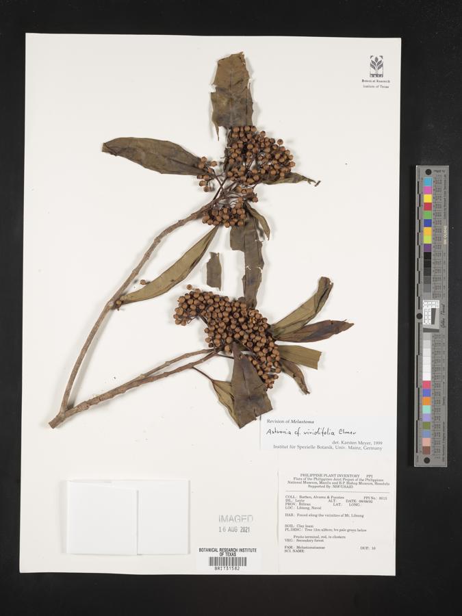 Astronia viridifolia image