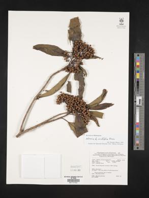 Image of Astronia viridifolia