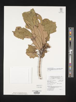 Astronia cumingiana var. bicolor image