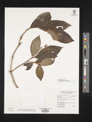 Medinilla venosa image