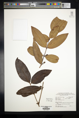 Spathandra blackioides image