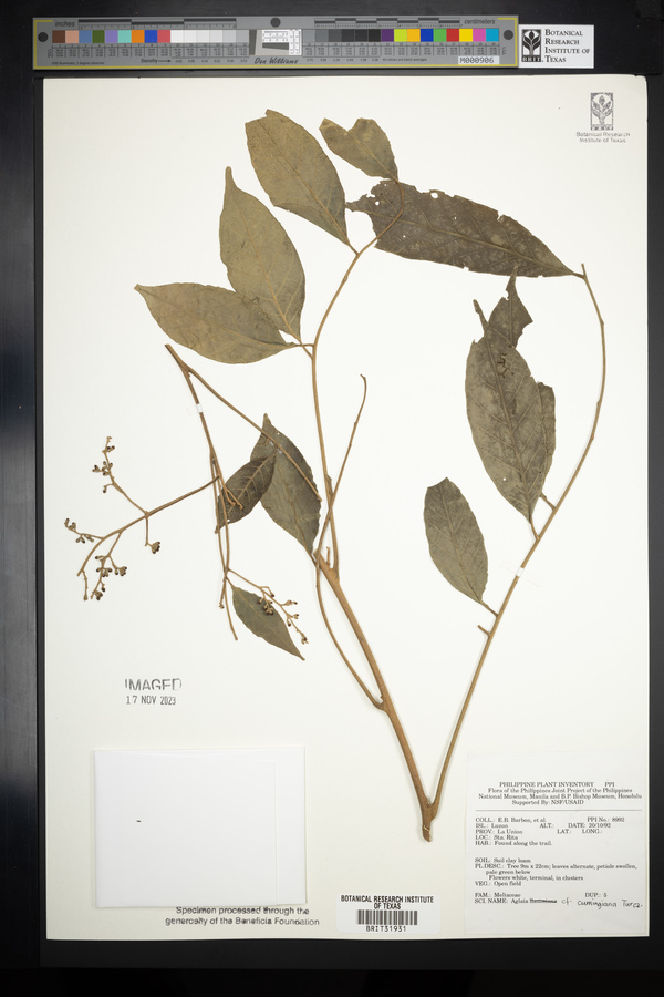 Aglaia cumingiana image
