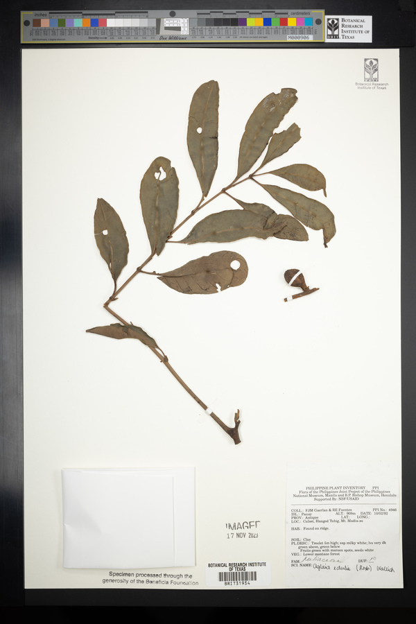 Aglaia edulis image