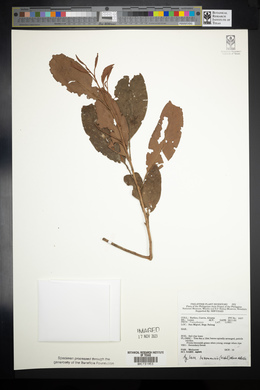 Image of Aglaia luzoniensis