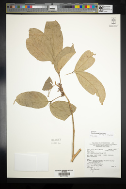 Ficus hartwegii image