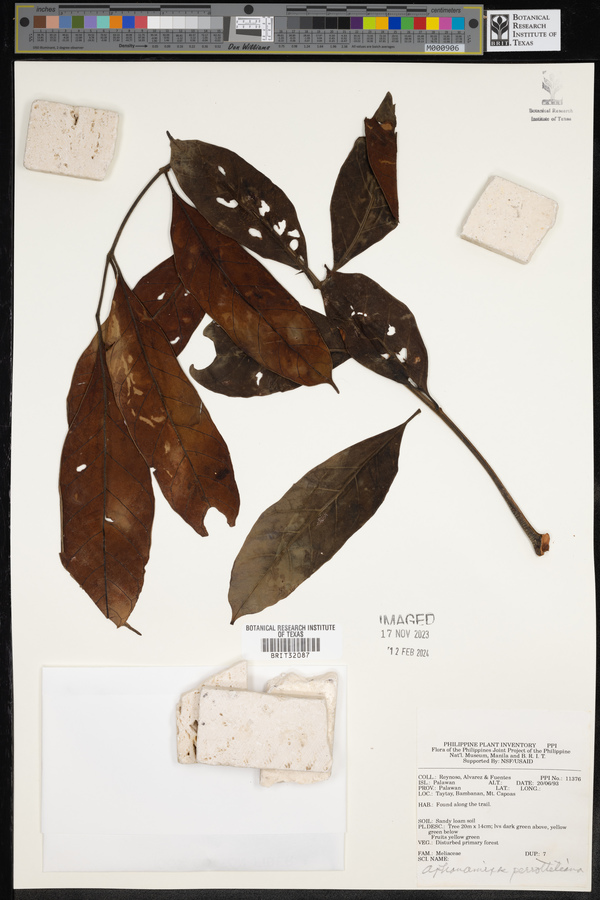 Aphanamixis image