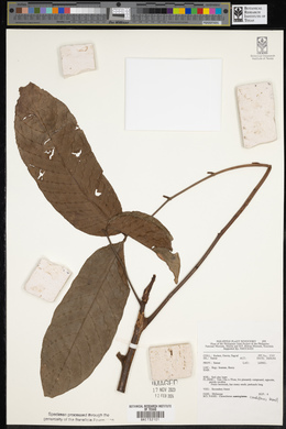 Image of Chisocheton cauliflorus