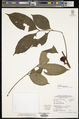 Prasoxylon excelsum image