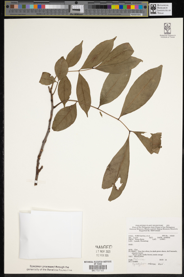 Dysoxylum arborescens image