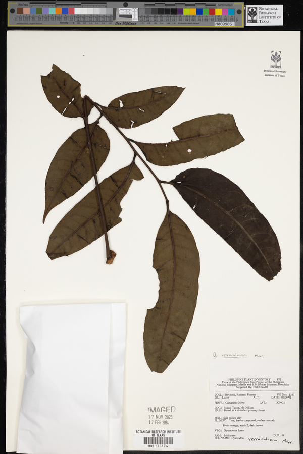 Dysoxylum grande image