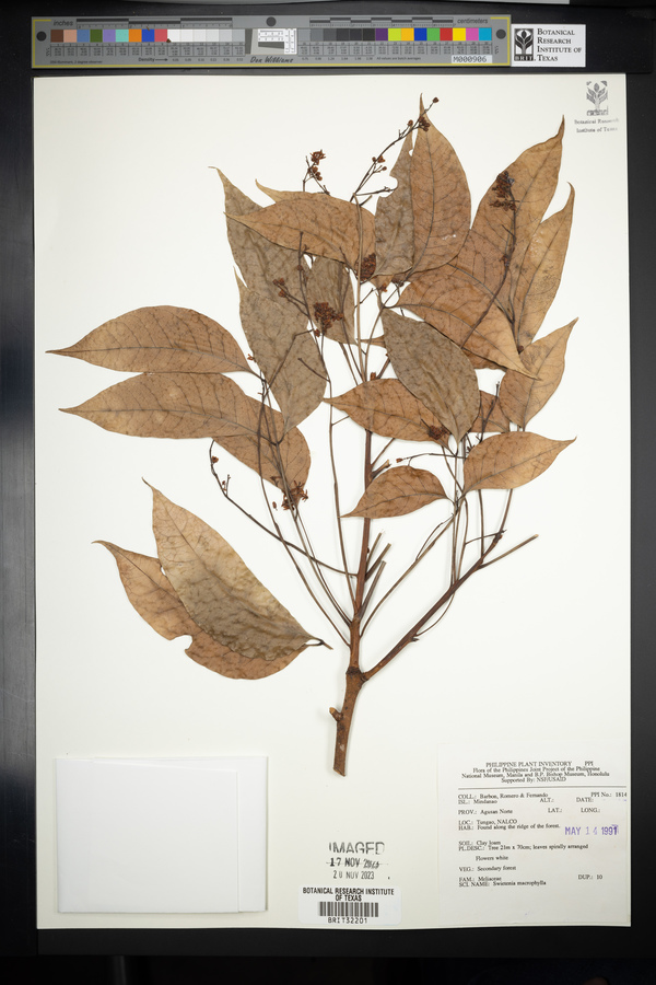 Swietenia image