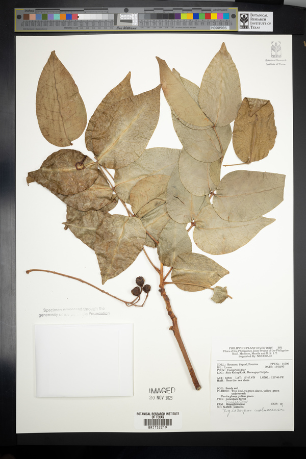 Xylocarpus moluccensis image