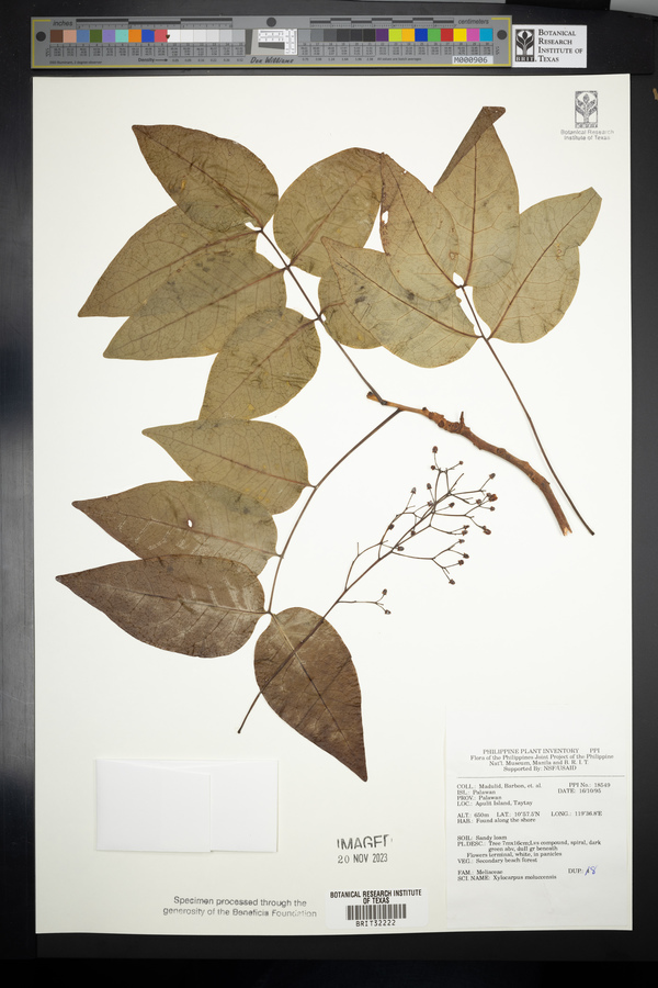 Xylocarpus moluccensis image