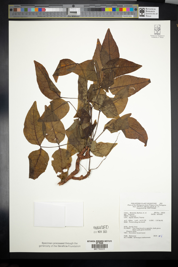 Xylocarpus moluccensis image